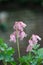 Pacific Bleeding heart Dicentra formosa Spring magic, pink flowers