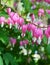 Pacific bleeding heart flowers