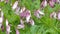 Pacific Bleeding Heart flowers, heart-shaped pink flowers of Dicentra formosa, closeup video footage