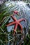 Pacific Blood Sea Stars