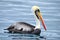 Pacific brown pelican offshore Ecuador