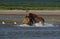 Pacific Coastal Brown bears usus arctos fighting - grizzliy -