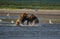 Pacific Coastal Brown bears usus arctos fighting - grizzliy -