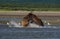 Pacific Coastal Brown bears usus arctos fighting - grizzliy -