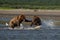 Pacific Coastal Brown bears usus arctos fighting - grizzliy -