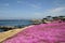 Pacific Coastline in flower