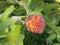 Pacific dogwood / Cornus nuttallii `North Star` / Amerikanischer Blumen-Hartriegel `North Star`
