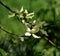 Pacific Dogwood, cornus nuttallii tree blooms