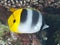 Pacific double-saddle butterflyfish