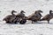 Pacific eider on the beach of AMrum (oomram) in Germany