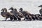 Pacific eider on the beach of AMrum (oomram) in Germany