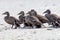 Pacific eider on the beach of AMrum (oomram) in Germany