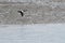 Pacific eider on the beach of AMrum (oomram) in Germany