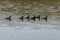 Pacific eider on the beach of AMrum (oomram) in Germany