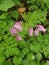 Pacific flowers wild bleeding hearts plants and foliage nature