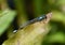 A Pacific forktail damselfly perched on a leaf