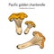 Pacific golden chanterelle cantharellus formosus , official state mushroom of Oregon