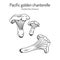 Pacific golden chanterelle cantharellus formosus , official state mushroom of Oregon