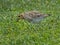 Pacific Golden Plover