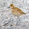 Pacific Golden-Plover