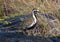 Pacific golden plover in breeding plumage standing on hardened lava in Hawaii.