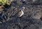 Pacific golden plover in breeding plumage standing on hardened lava in Hawaii.