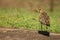 Pacific Golden Plover just after eating a worm