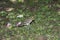 Pacific Golden Plover in non breeding plumage pulling a worm from the ground