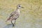 Pacific Golden-Plover (Pluvialis fulva)