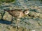 Pacific Golden Plover in Queensland Australia