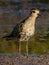 Pacific Golden Plover in Queensland Australia