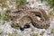 Pacific Gopher Snake Adult in Defensive Posture