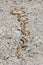 Pacific Gopher Snake adult recently shedded sunbathing on rocky trail