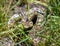 Pacific Gopher Snake hiding in grass in defensive posture