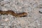 Pacific Gopher Snake, San Francisco Bay trail, California