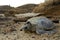 Pacific Green sea turtle in deserted beach