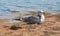 Pacific Gull