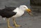 Pacific gull