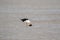 Pacific Gull bird pecking out fresh meat from Batoidea, Rays fish on sandy beach, Tasmania, Australia