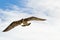 Pacific Gull in flight, big brown bird flying hovering in blue sky in Australia