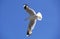 PACIFIC GULL larus pacificus, ADULT FLYING AGAINST BLUE SKY, AUSTRALIA