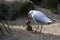 A Pacific Gull (Larus pacificus) finds chicken meat