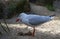 A Pacific Gull (Larus pacificus) finds chicken meat