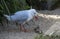 A Pacific Gull (Larus pacificus) finds chicken meat