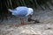 A Pacific Gull (Larus pacificus) finds chicken meat