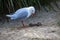 A Pacific Gull (Larus pacificus) finds chicken meat