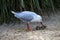 A Pacific Gull (Larus pacificus) finds chicken meat