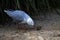 A Pacific Gull (Larus pacificus) finds chicken meat