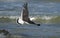 Pacific gull near Cape Liptrap