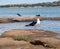 Pacific Gull, Reef Heron and Pied Cormorant